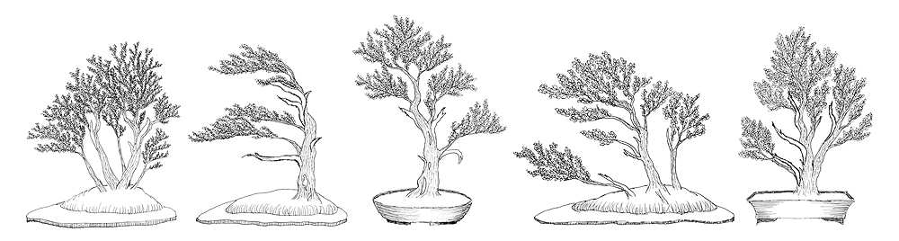 Boxwood styling sketches