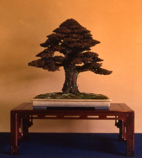 Cryptomeria