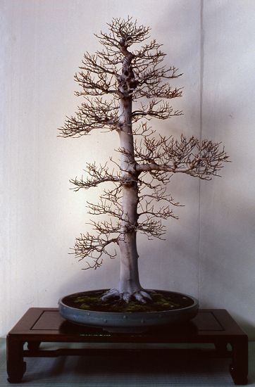 Meifuten show, Nagoya