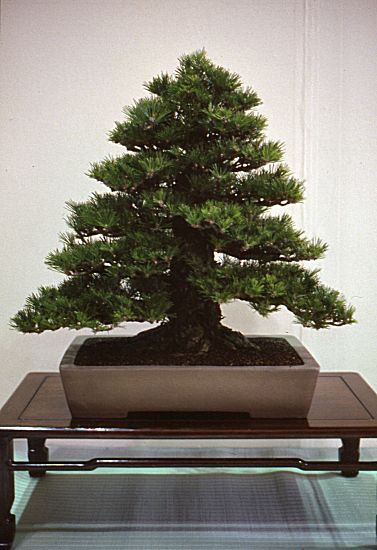 Meifuten show, Nagoya