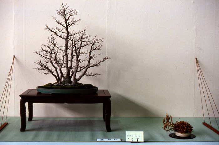 Meifuten show, Nagoya