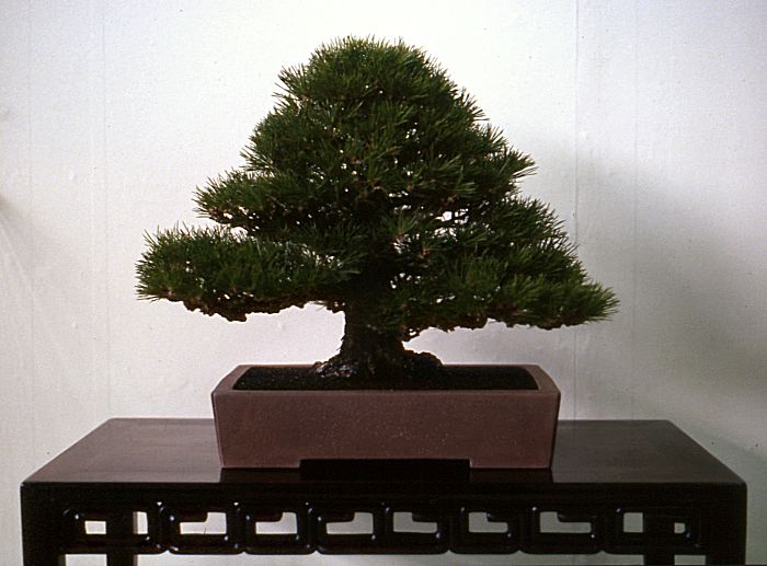 Meifuten show, Nagoya