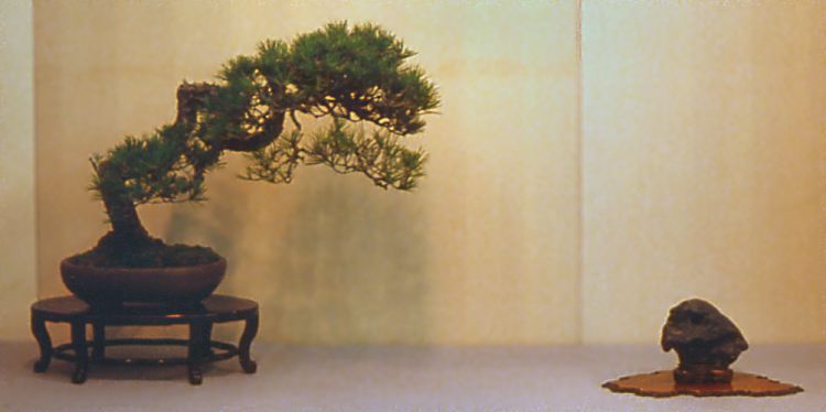 Pine bonsai and eagle head stone