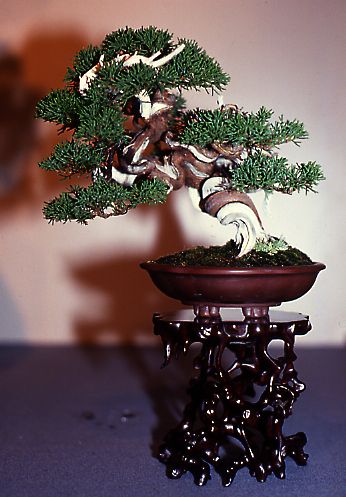 Shimpaku juniper