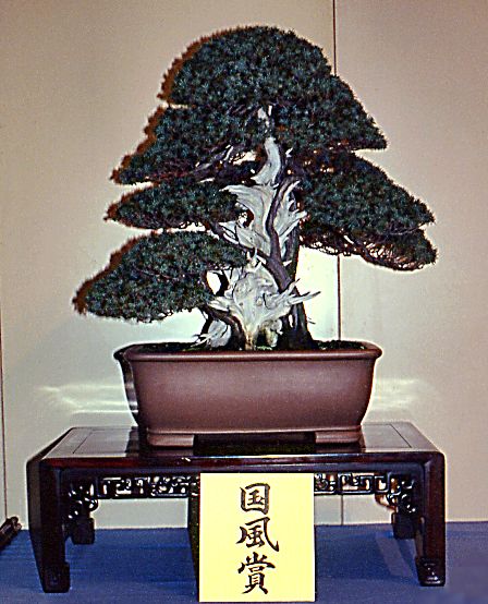 Toshio (needle) juniper
