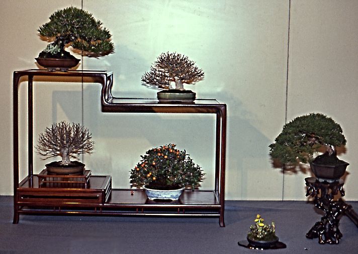 Shohin collection