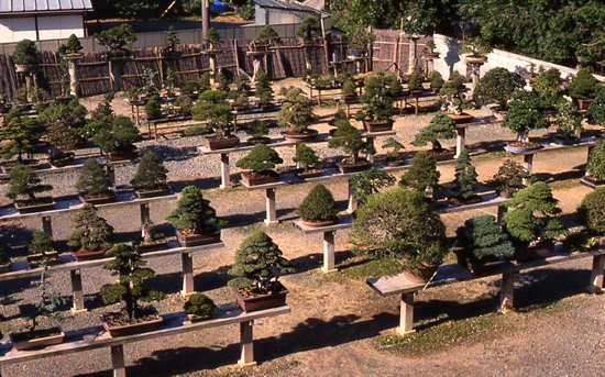 Tokai-en bonsai nursery