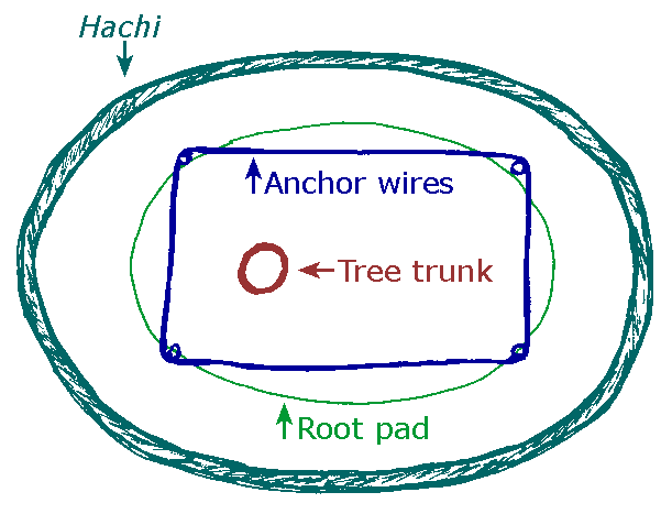 "Blimp view" of repotting.