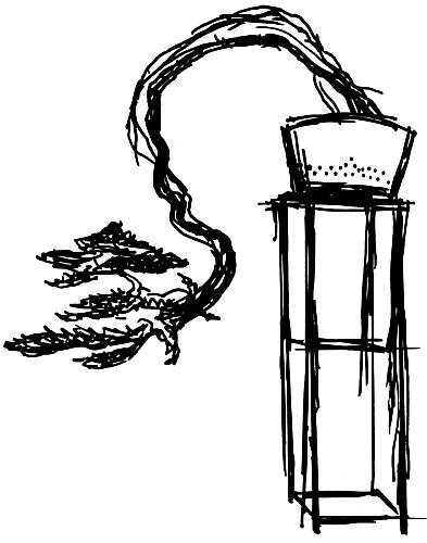 John Naka's sketch of his cascading juniper