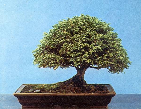 Gloria's Hinoki cypress