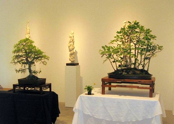 Two of Gloria's bonsai