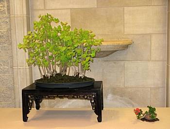Gloria's ginkgo bonsai