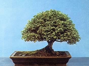 Hinoki cypress