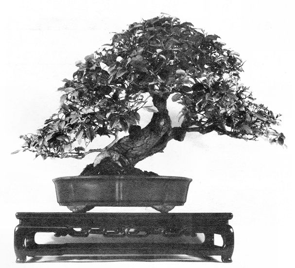 Eleagnus in Bonsai Techniques II