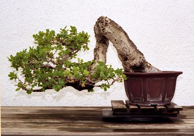 Oak, 2003