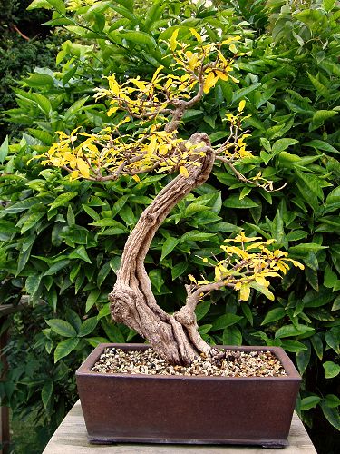 Initial trim and repot, 2005