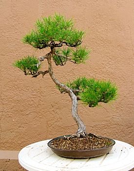 Black pine, before