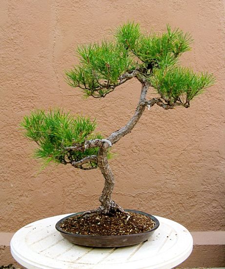 Black pine rotated