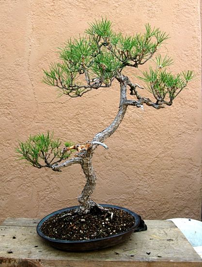 Black pine trimmed