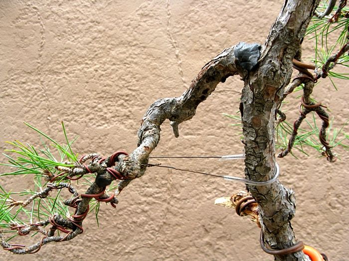 Black pine back view