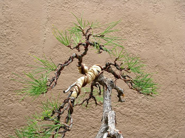 Black pine shaped apex
