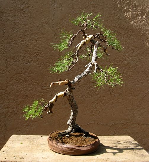 Black pine, finished