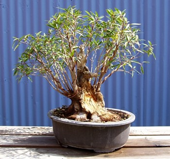 Ficus, new front
