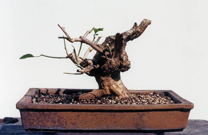 Post-freeze, new growth