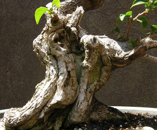 Trunk detail, original front