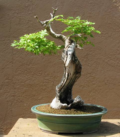 Maple, after repotting