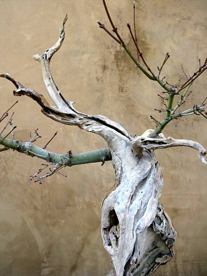 Maple, after carving