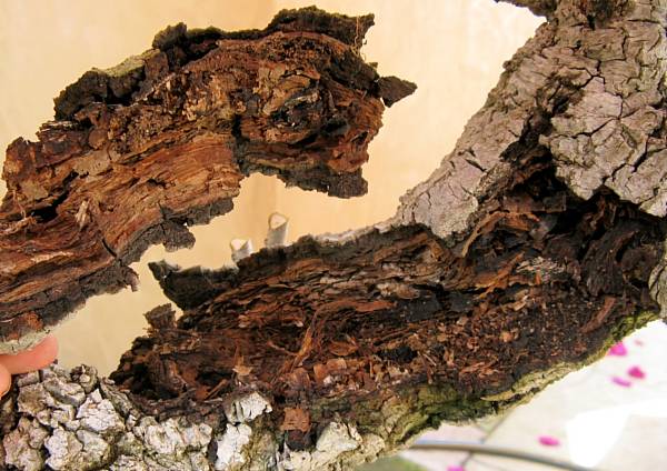 Naka oak, rotted trunk