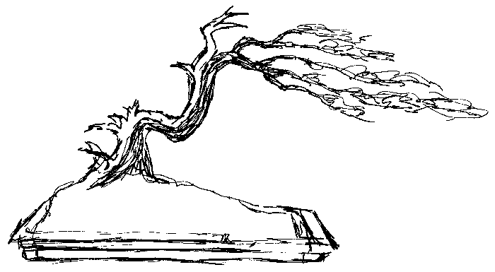 Procumbens nana, future