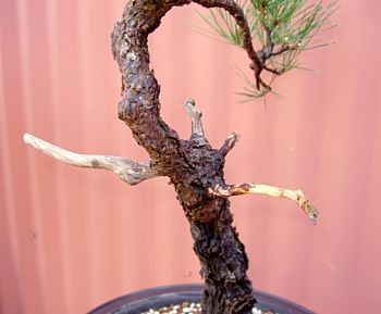 Pine, branching