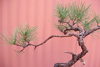 Pine, more branching