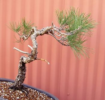 Pine, rotated