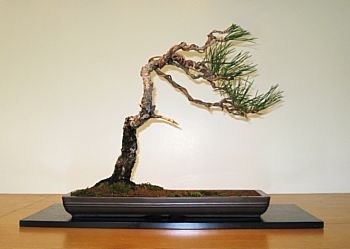 Pine, post-demo
