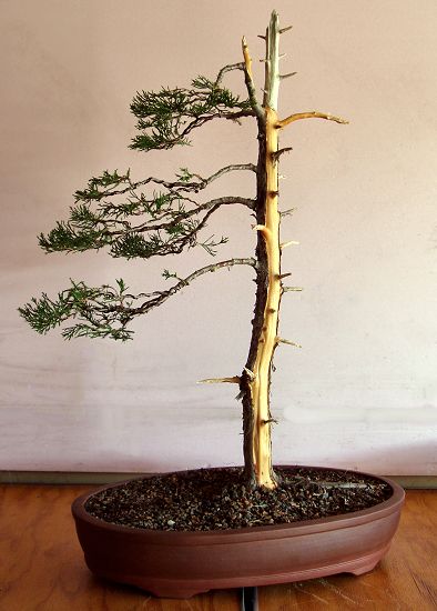 Juniper, after